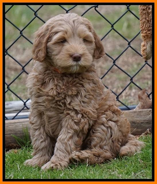 Penny Champion pups 7 wks old 361