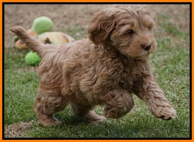 Penny Champion pups 7 wks old 381
