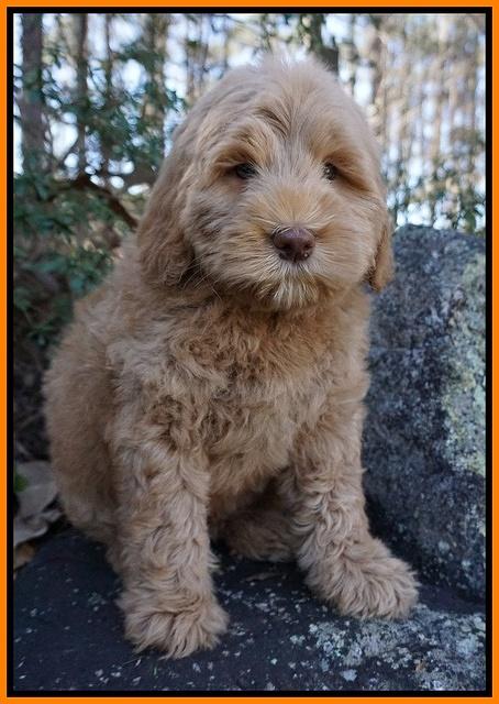 Penny Champion pups 8 wks old 2 71