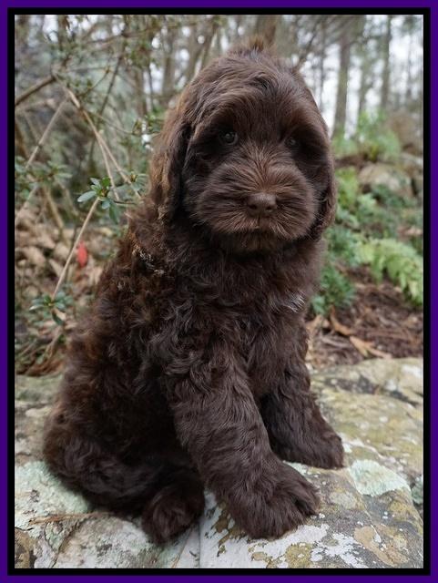 Penny Champ pups 8 wks old Pink Purple Red 183