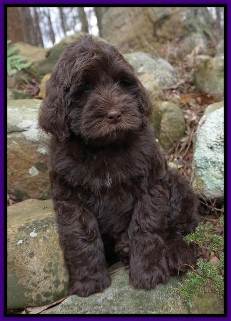 Penny Champ pups 8 wks old Pink Purple Red 218