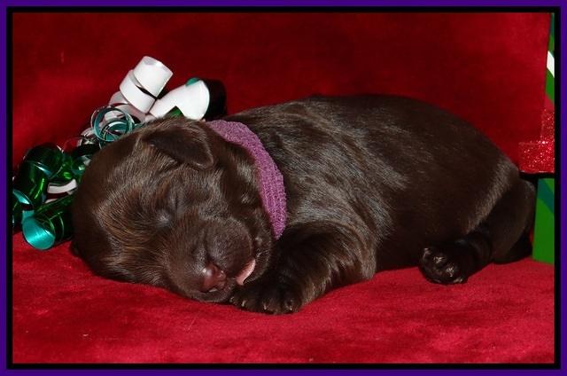 Penny Champion pups 1 week old 201