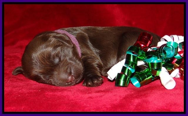 Penny Champion pups 1 week old 211