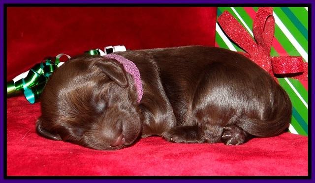 Penny Champion pups 1 week old 221