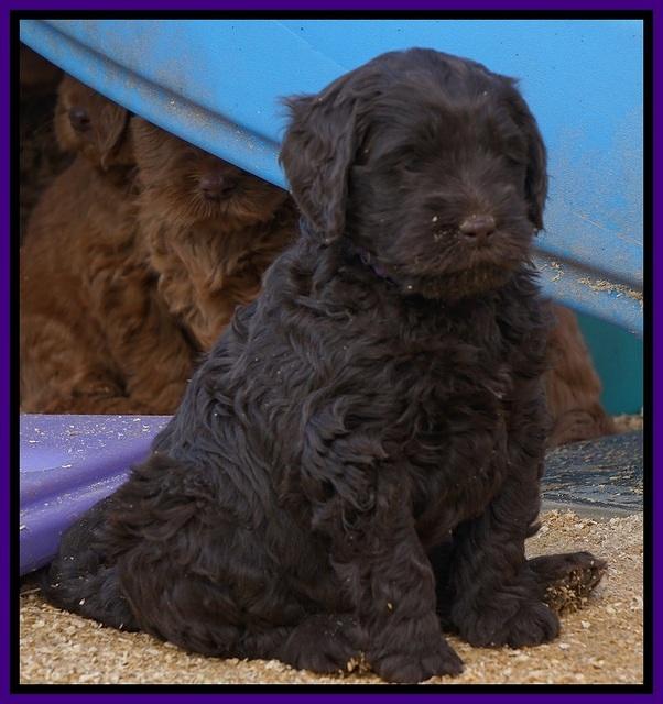 Penny Champion pups 6 wks old 461