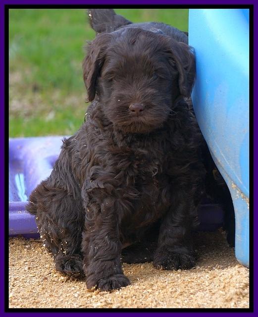 Penny Champion pups 6 wks old 481