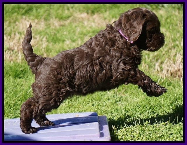 Penny Champion pups 6 wks old 501