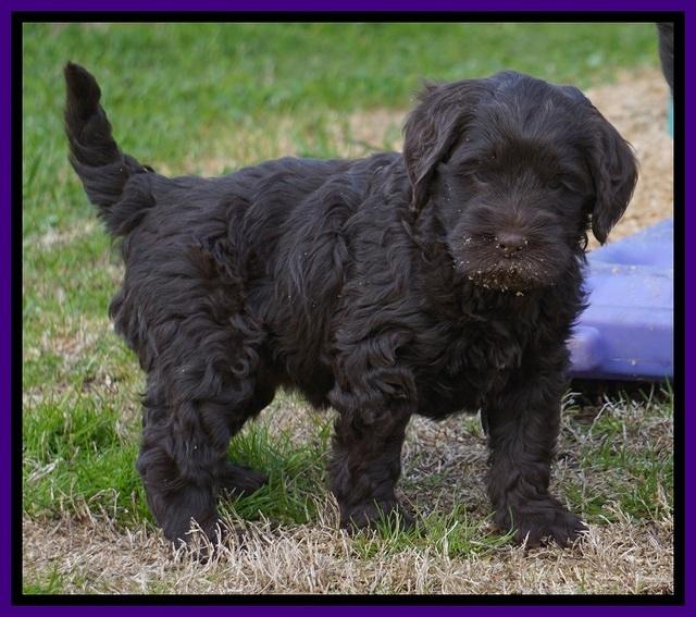 Penny Champion pups 6 wks old 511