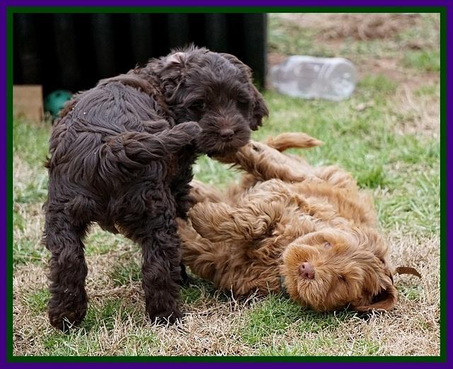 Penny Champion pups 7 wks old 391
