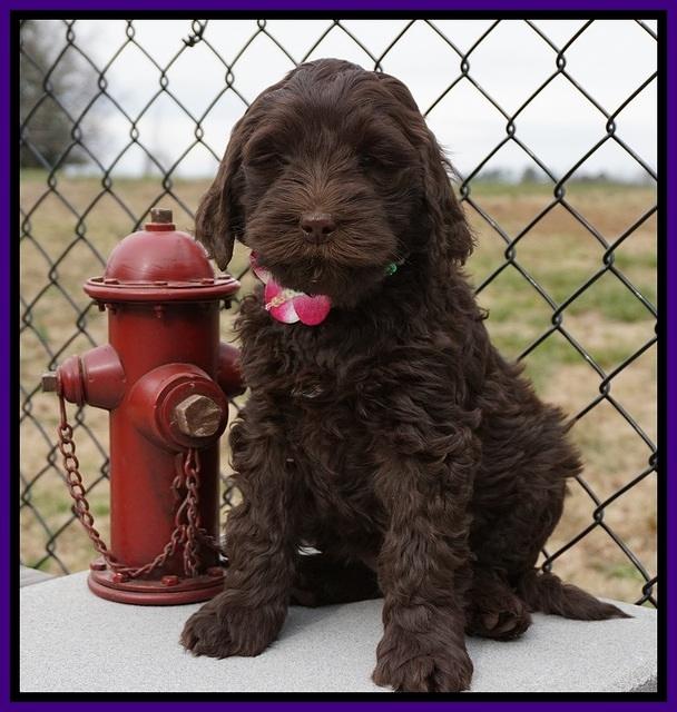 Penny Champion pups 7 wks old 421