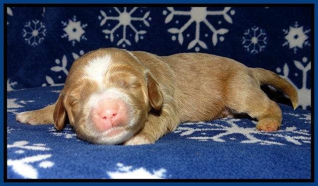 Calla Flicker pups 1 wk old 31