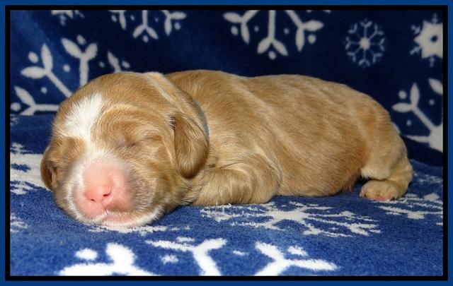 Calla Flicker pups 1 wk old 41