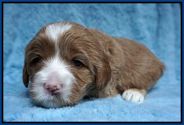 Calla Flicker pups 3 wks old 11