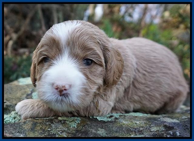 Calla Flicker pups 3 wks old 31