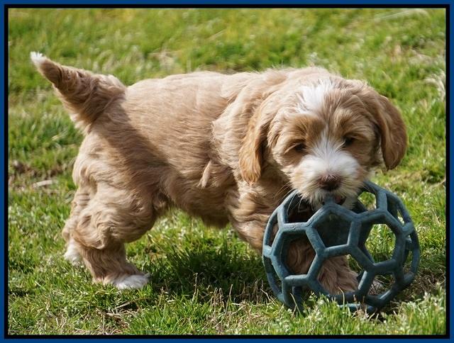 Calla Flicker pups 6 wks old 310