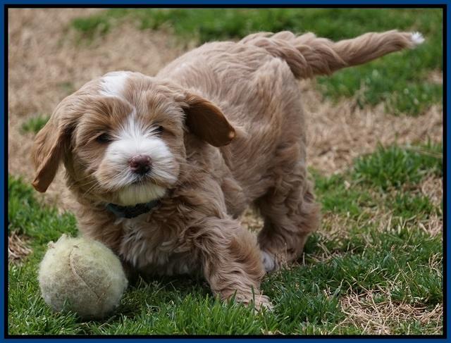 Calla Flicker pups 6 wks old 610