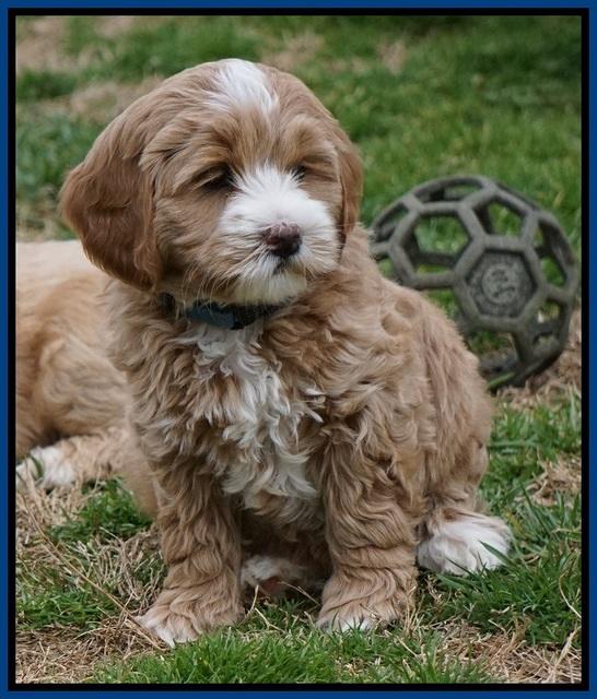 Calla Flicker pups 7 wks old 91