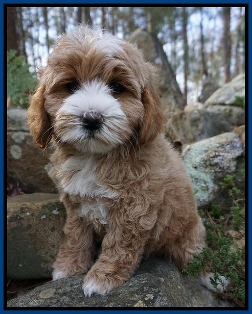 Calla Flicker pups 8 wks old 1 205