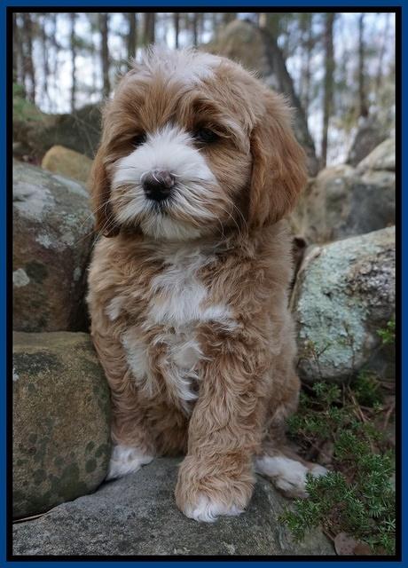 Calla Flicker pups 8 wks old 1 217