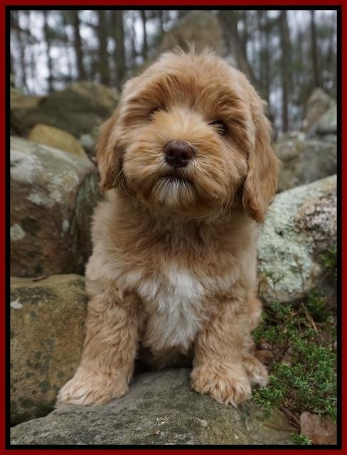 Calla Flicker Red boy 8 wks old 008