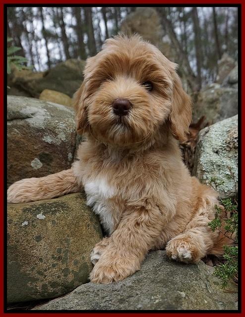 Calla Flicker Red boy 8 wks old 012