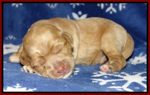 Calla Flicker pups 1 wk old 51