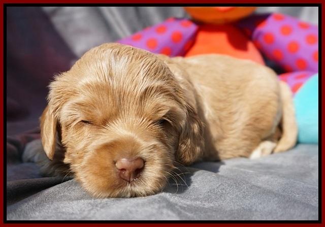 Calla Flicker pups 3 wks old 71