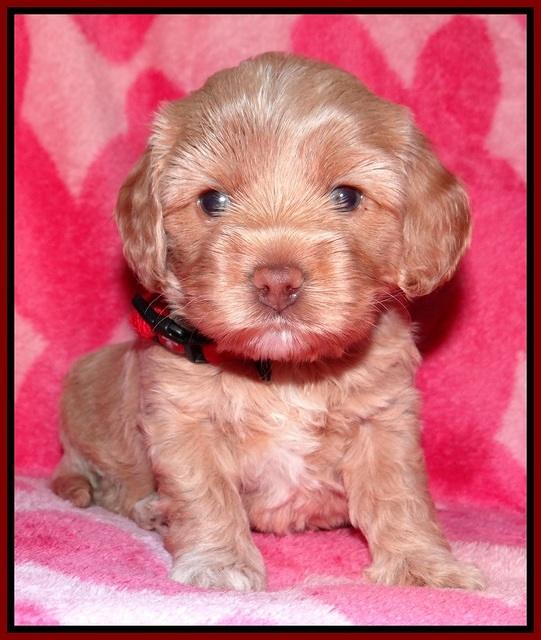 Calla Flicker pups 4 wks old 81
