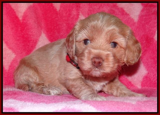 Calla Flicker pups 4 wks old 91