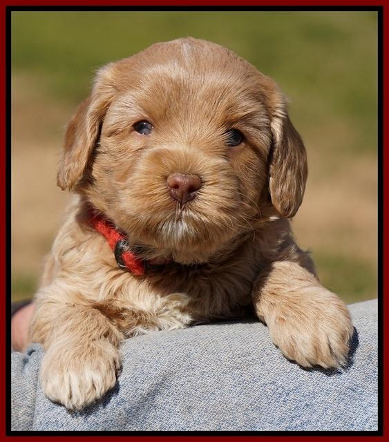Calla Flicker pups 4.5 wks old 51
