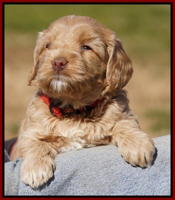 Calla Flicker pups 4.5 wks old 61