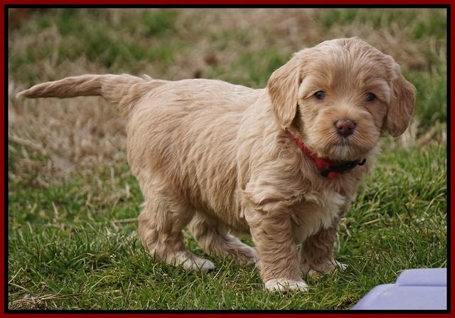 Calla Flicker pups 5 wks old 610