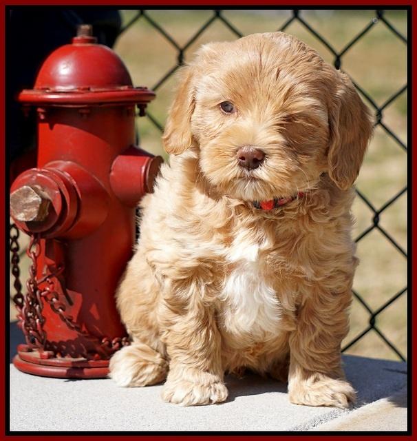 Calla Flicker pups 6 wks old 710