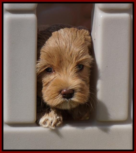 Calla Flicker pups 6 wks old 810