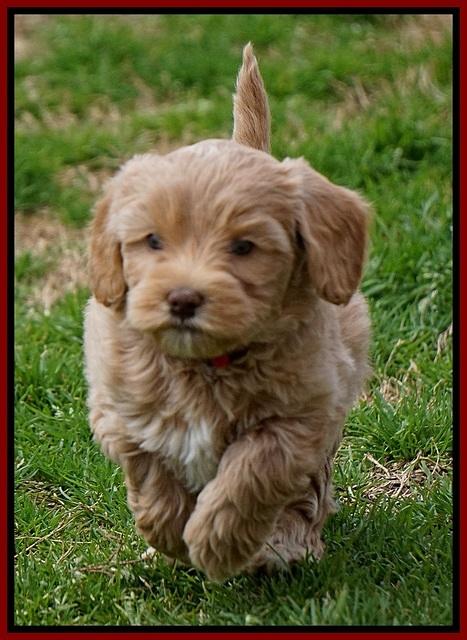 Calla Flicker pups 6 wks old 910