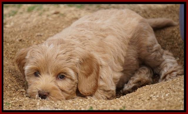 Calla Flicker pups 7 wks old 131