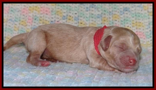 Calla Flicker pups newborn 91