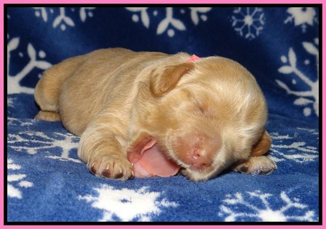 Calla Flicker pups 1 wk old 101