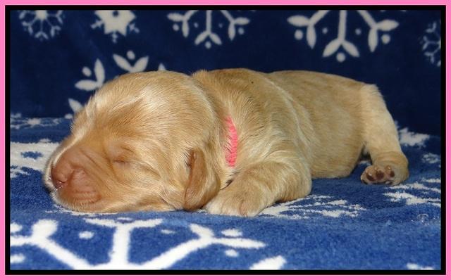 Calla Flicker pups 1 wk old 131