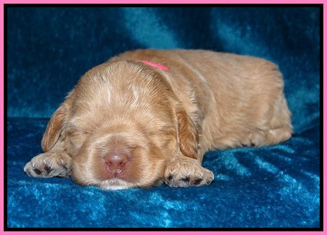 Calla Flicker pups 2 wks old #2 022