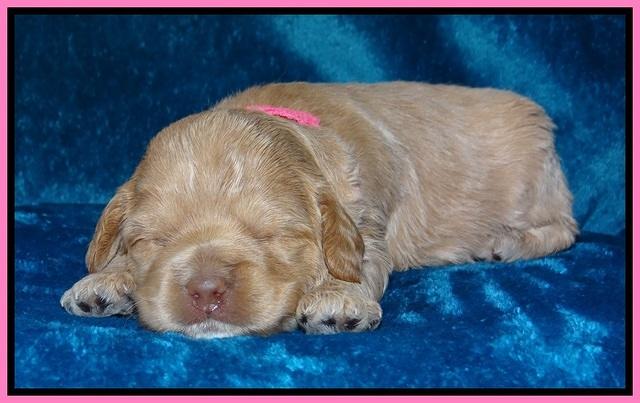Calla Flicker pups 2 wks old #2 024