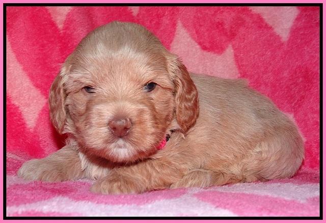 Calla Flicker pups 4 wks old 31