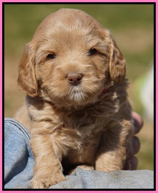 Calla Flicker pups 4.5 wks old 101