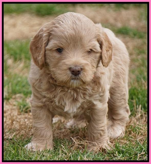 Calla Flicker pups 5 wks old 1010