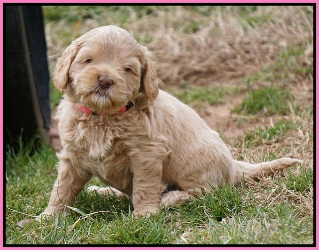 Calla Flicker pups 5 wks old 1110