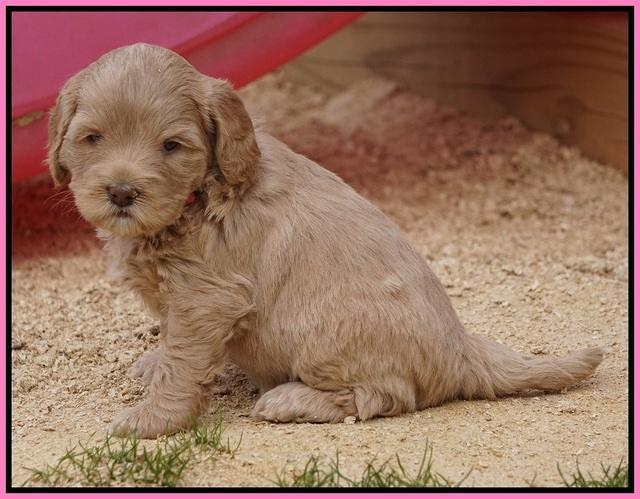 Calla Flicker pups 5 wks old 810