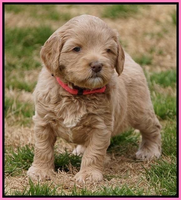 Calla Flicker pups 5 wks old 910