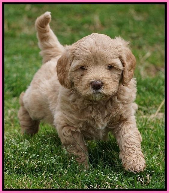 Calla Flicker pups 6 wks old 1 035