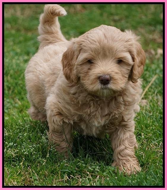 Calla Flicker pups 6 wks old 1 037