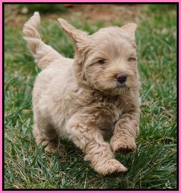 Calla Flicker pups 6 wks old 1 045